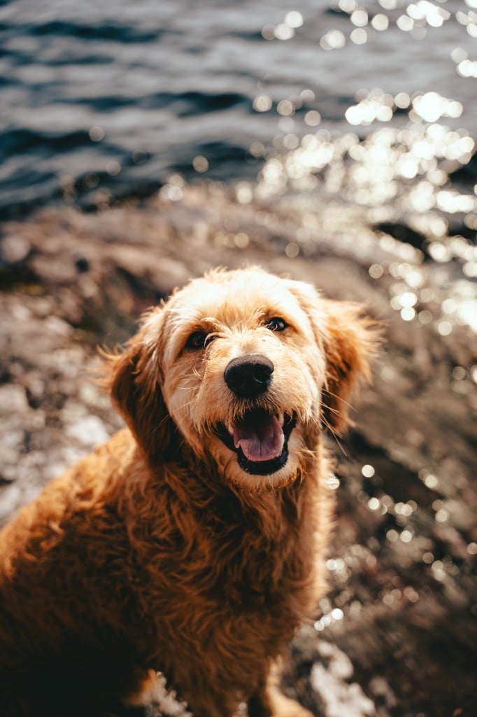Color grade: Salto the Goldendoodle (2025)