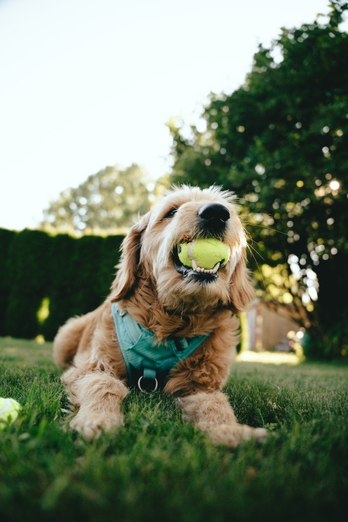 Salto goldendoodle liggende i gresset med gul tennisball i munnen