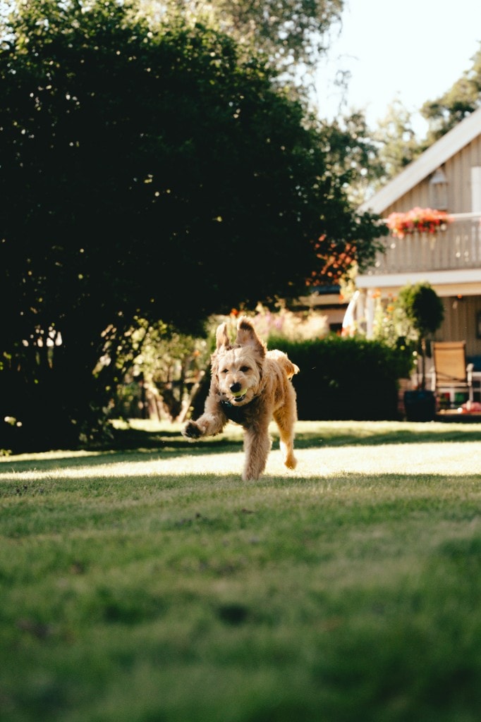 Salto goldendoodle løper mot kameraet med tennisball i munnen